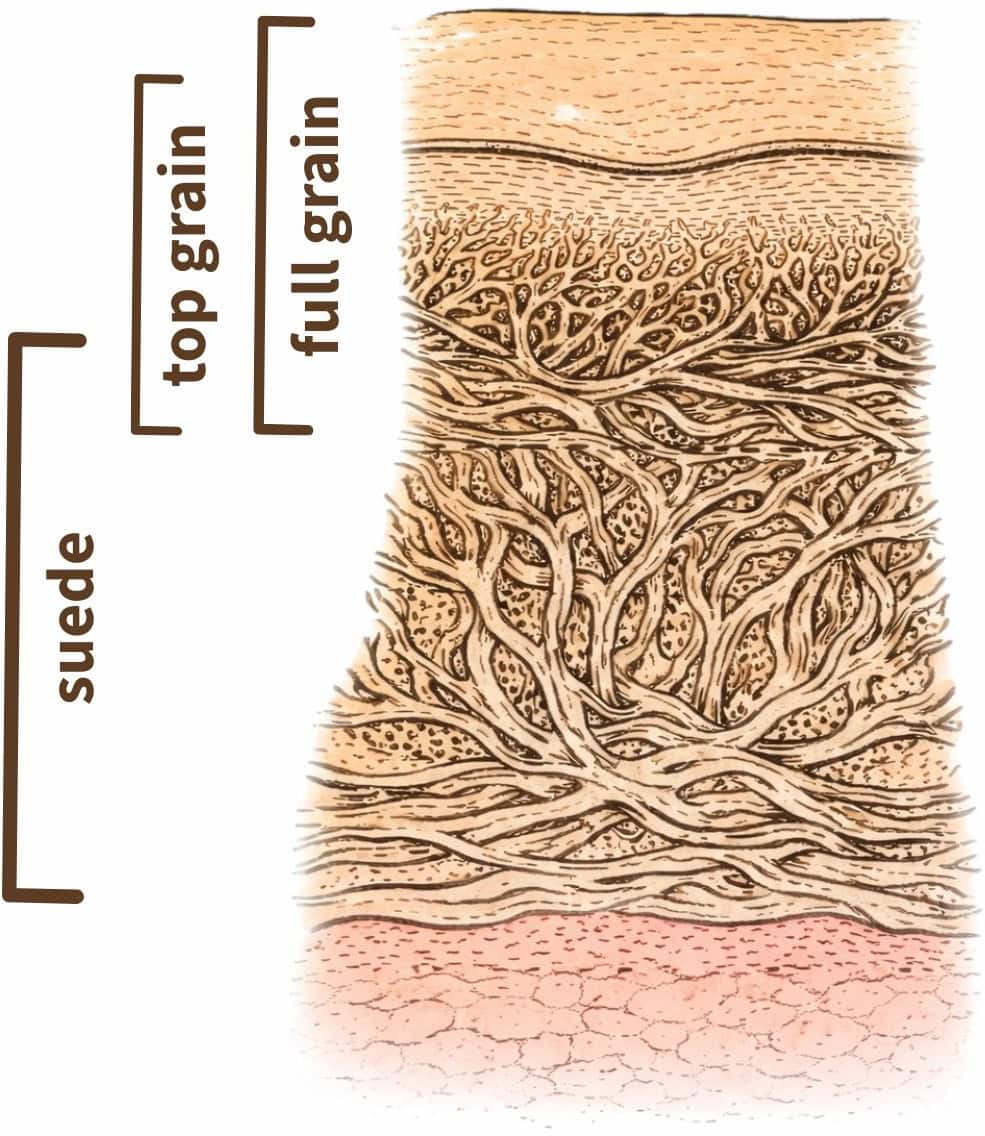 cross section of leather showing full grain, top grain, and split suede