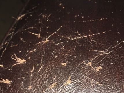 REPAIR OF CAT SCRATCHES ON NIGHT BLUE LEATHER SOFA, 2145