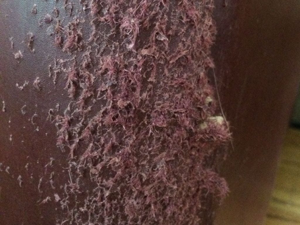 Picture of leather furniture used as a cat scratching post