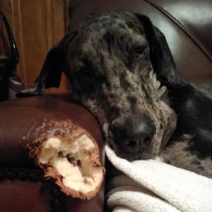 Picture of dog next to the damage done from chewing the arm on a leather couch